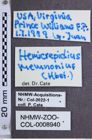 Etiketten zu Hemicrepidius memnonius (NHMW-ZOO-COL-0008940)
